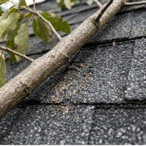Close-up of a tree branch scraping against asphalt roof shingles.