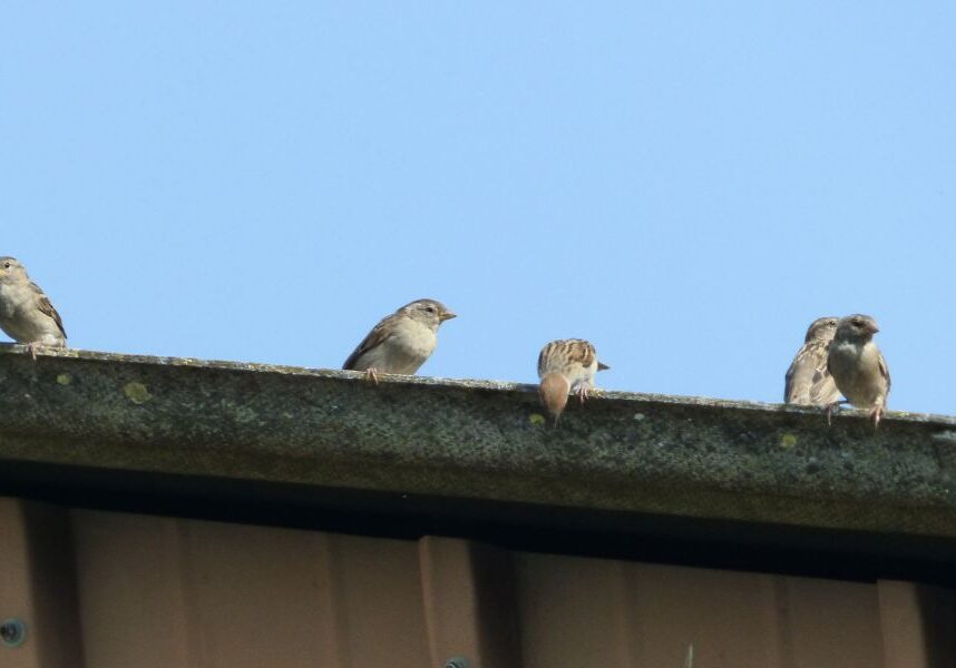 birds sit on an old gutter